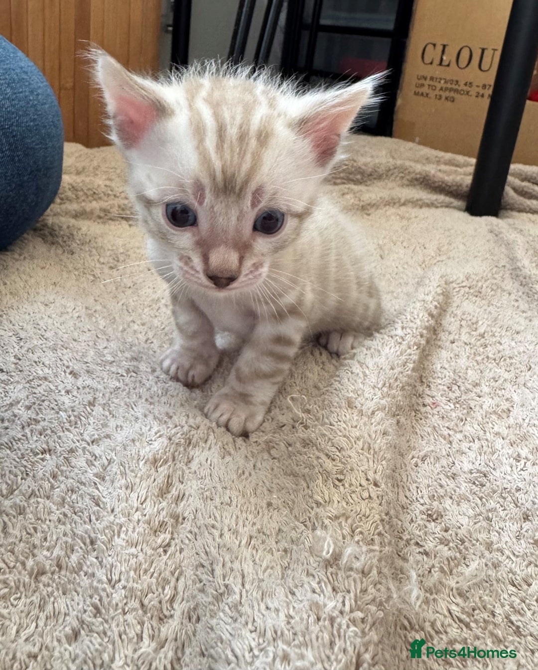 Bengal cats for sale: BENGAL - 1 MALE SEAL LYNX KITTEN AVAILABLE - Advert 4