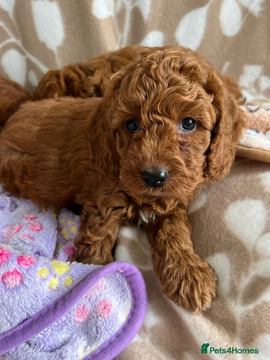 Cavapoo dogs for sale: Beautiful Cavapoo puppies 🐶  - Advert 2