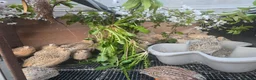 Quail poultry for sale: Quails - Advert 10