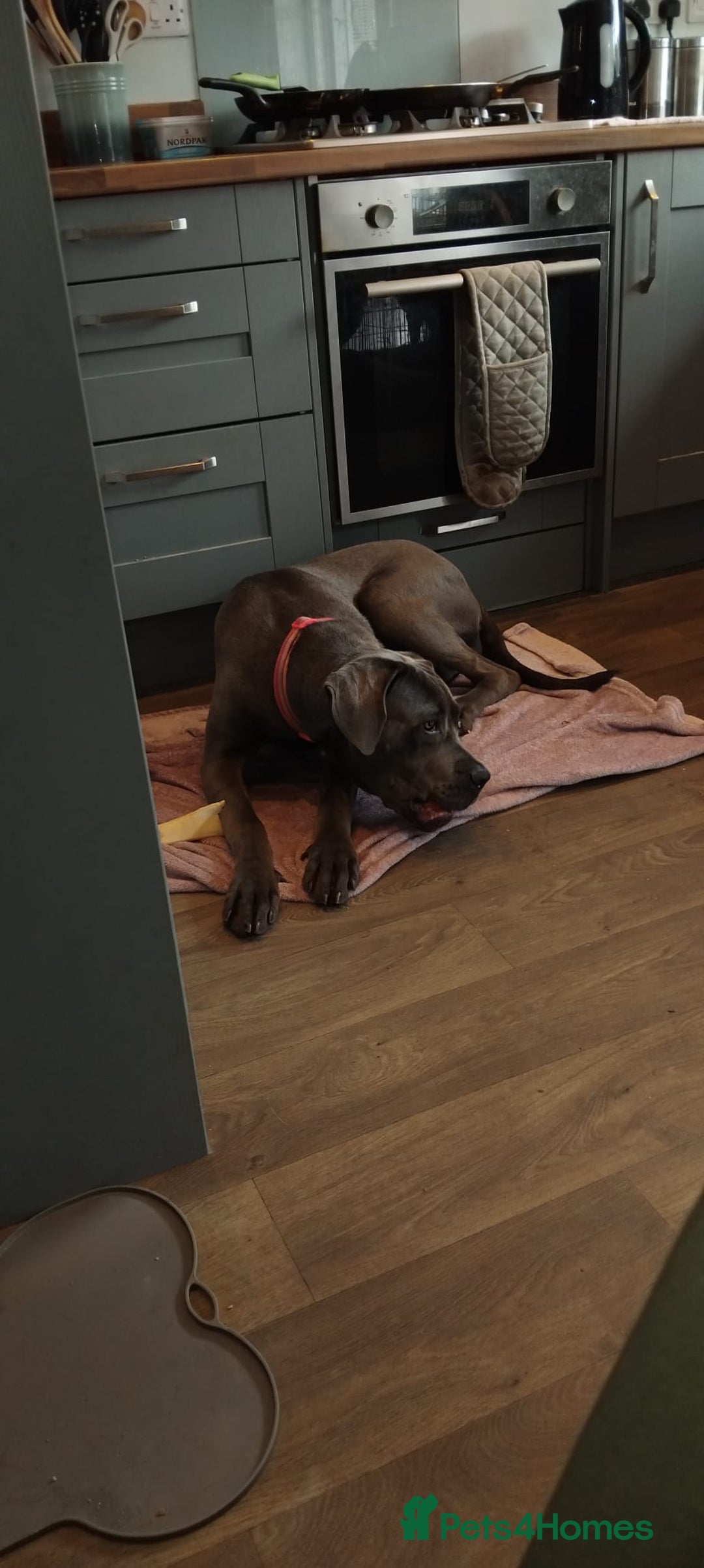 Cane Corso dogs for sale: River - Image 1