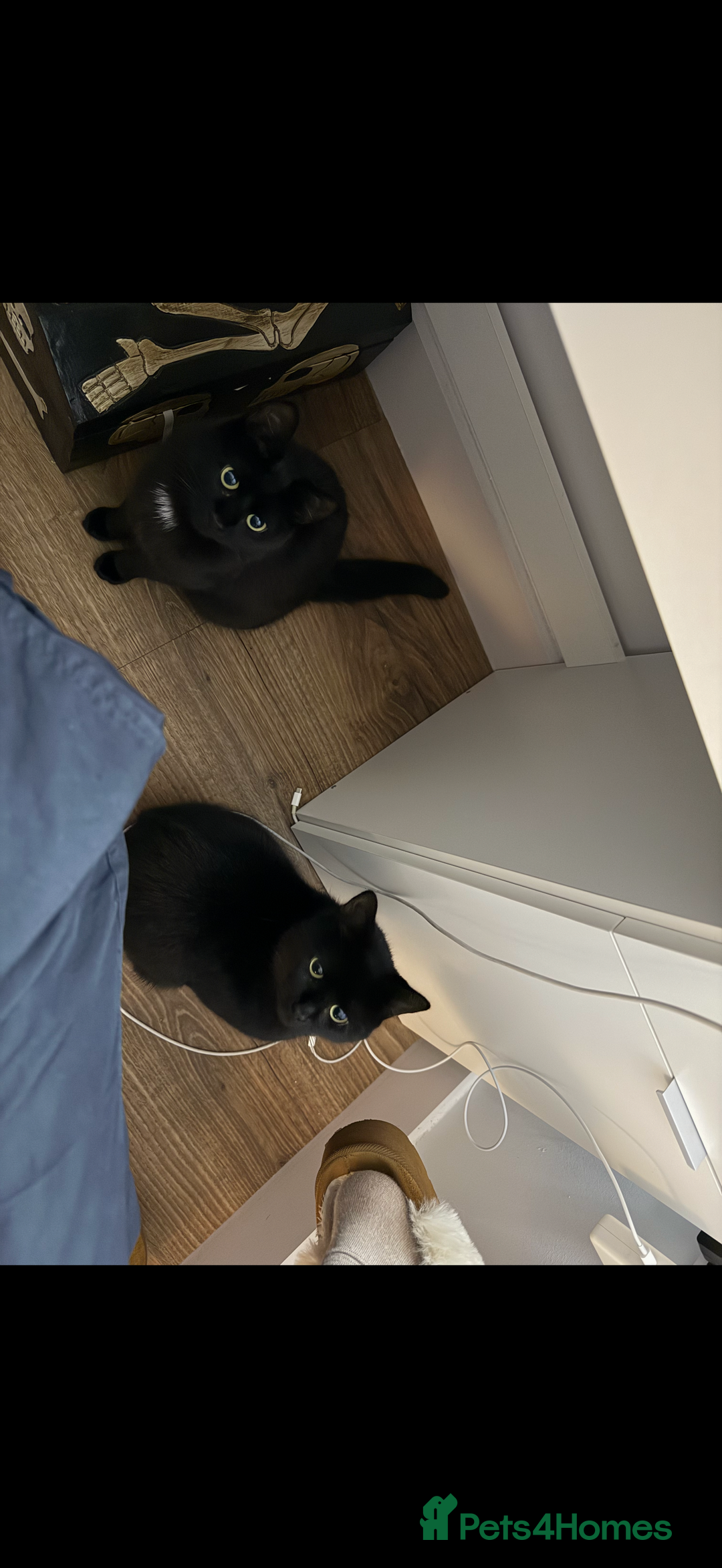 Bombay cats for sale: Beautiful black Bombay siblings  - Image 8