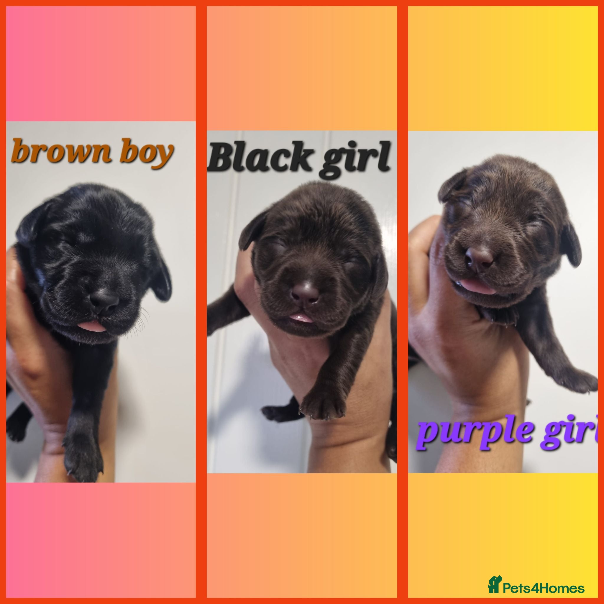 Labrador Retriever dogs  BEAUTIFUL PUPPIES FROM FULLY HEALTHTESTED PARENTS - Advert 17