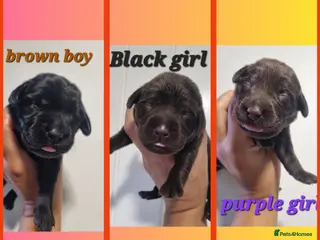 Labrador Retriever dogs BEAUTIFUL PUPPIES FROM FULLY HEALTHTESTED PARENTS - Advert 17