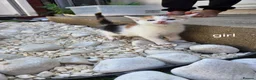 Mixed Breed cats for sale: GORGEOUS MIXED BREED KITTENS - Advert 4