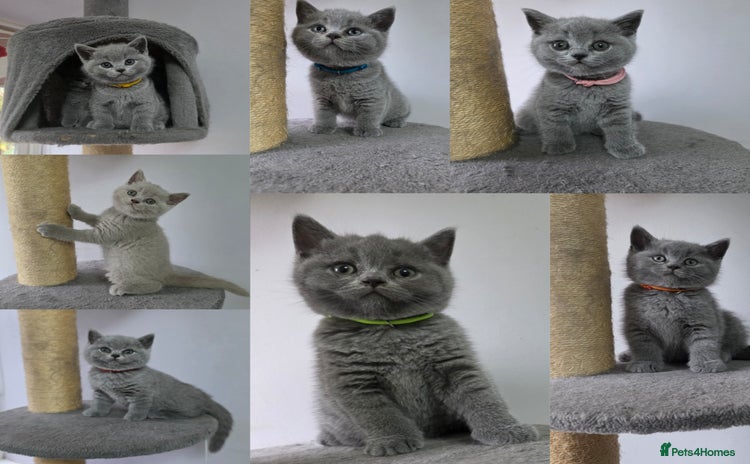 British Shorthair cats - Advert 8