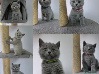 British Shorthair cats GCCF British Shorthair Kittens Champion Blood - Advert 3