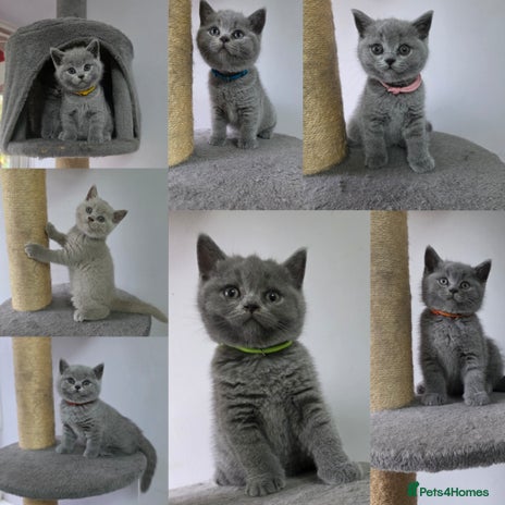 British Shorthair cats - Advert 8