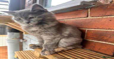 Ragdoll cats - Advert 11