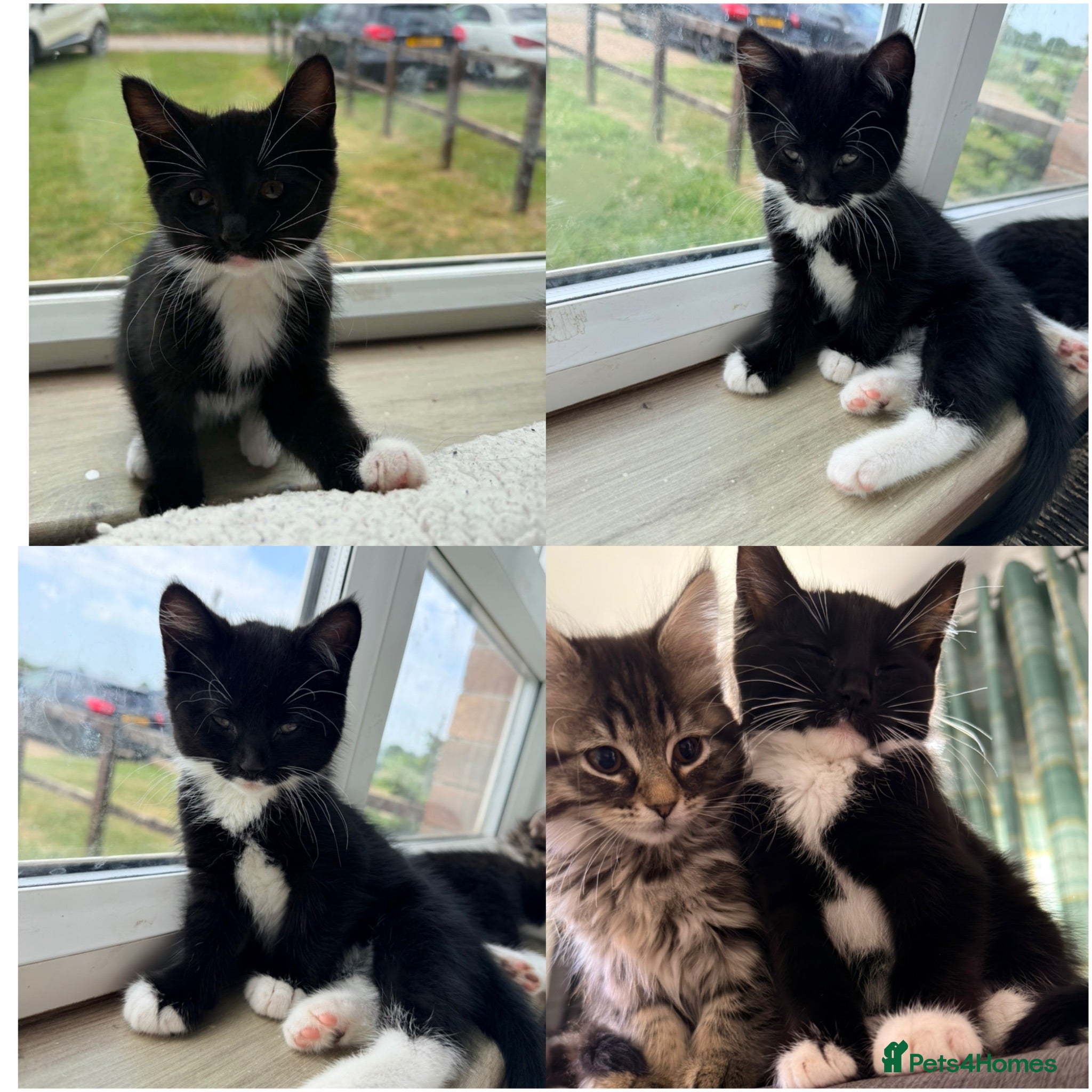 Maine Coon cats READY NOW Mainecoon X Bombay X Tabby - Advert 12