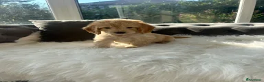 Cockapoo 2