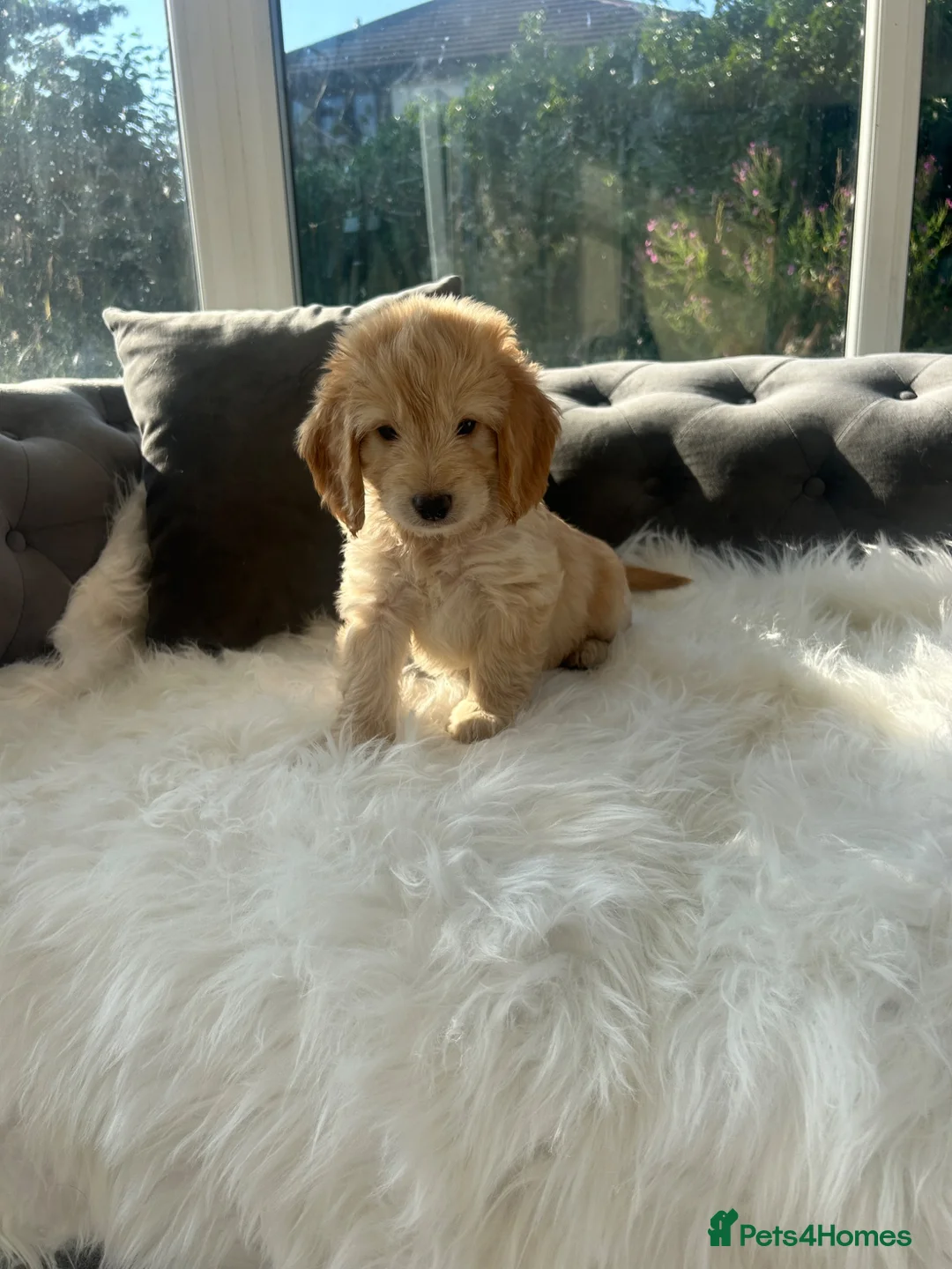 Cockapoo dogs for sale: F1 golden cockapoo puppies  - Advert 35