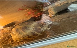 Tortoise reptiles for sale: 2x Horsefield Torts w/enclosures *collection only* - Image 2