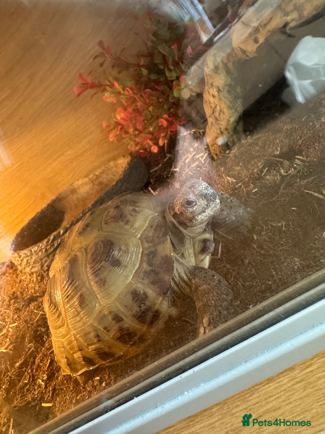 Tortoise reptiles for sale: 2x Horsefield Torts w/enclosures *collection only* - Image 2