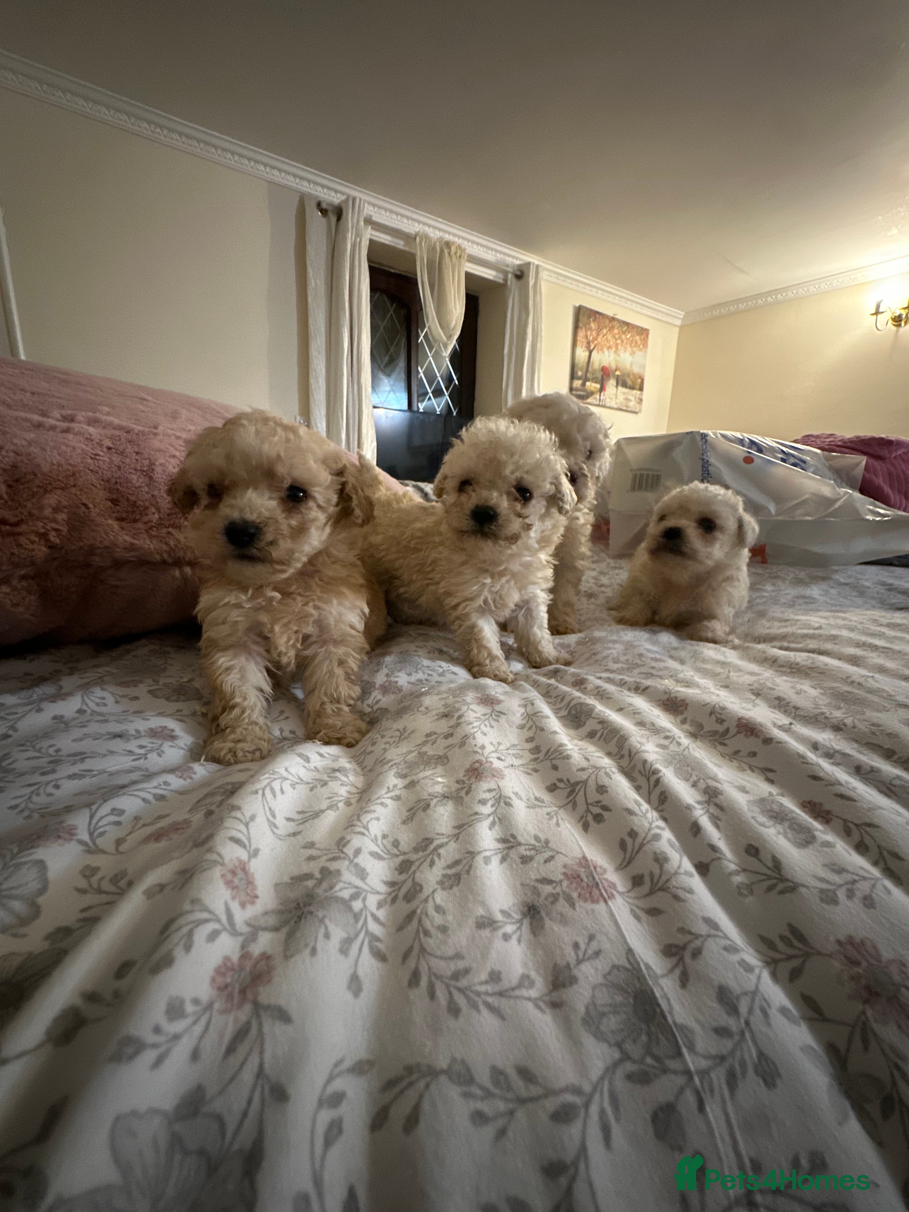 Poochon dogs Poochon puppies ready now  - Advert 1