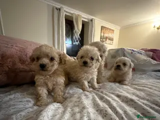 Poochon dogs Poochon puppies ready now - Advert 4