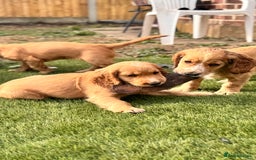 Cocker Spaniel dogs for sale: Cocker spaniel KC Registered,working type - Image 1