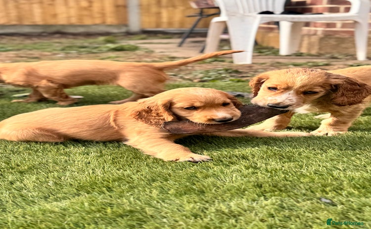 Cocker Spaniel dogs - Advert 1