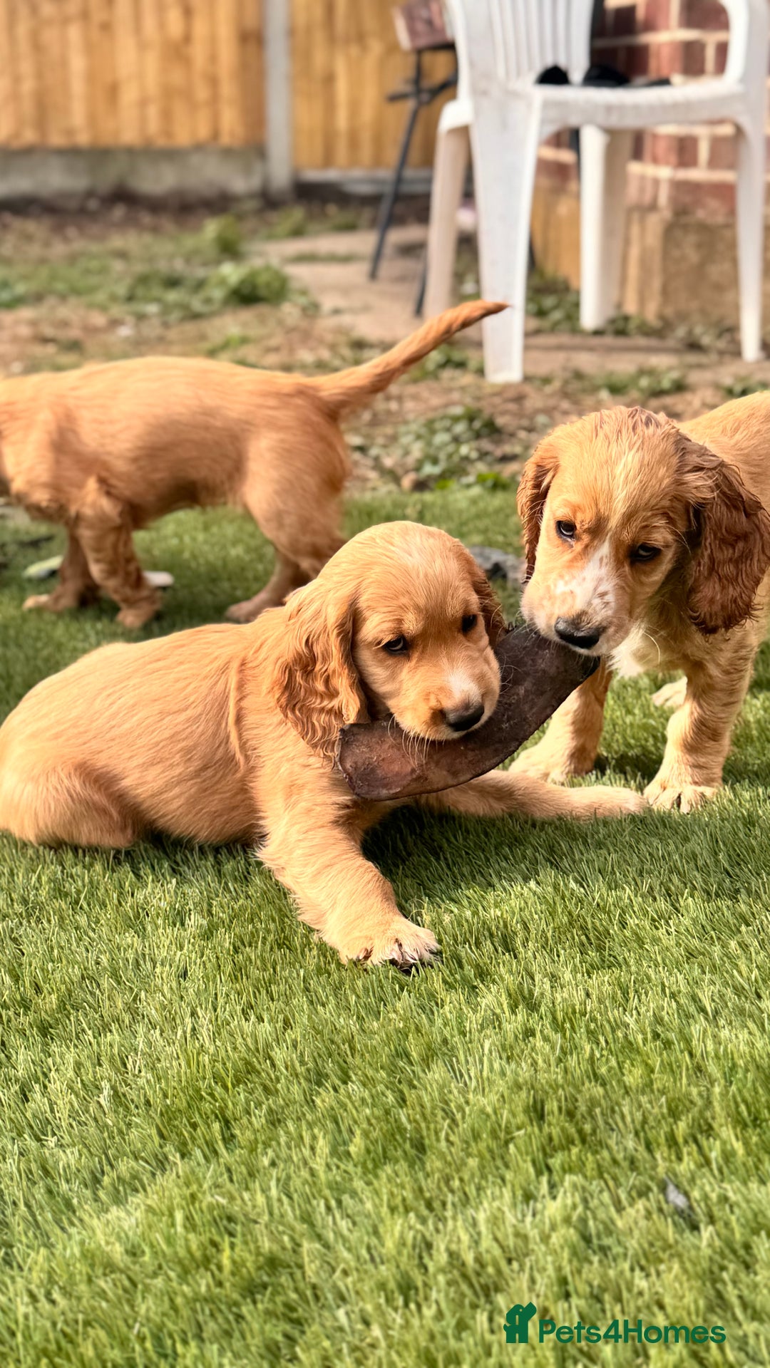 Cocker Spaniel dogs for sale: Cocker spaniel KC Registered,working type - Image 1