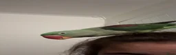 Parrots birds for sale: Alexandrine hand tame (NOT HAND REARED) - Advert 5