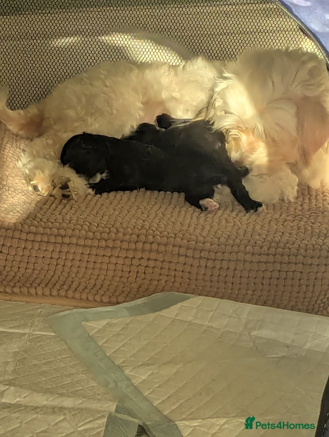 Maltipoo dogs for sale: Maltipoo  - Image 10