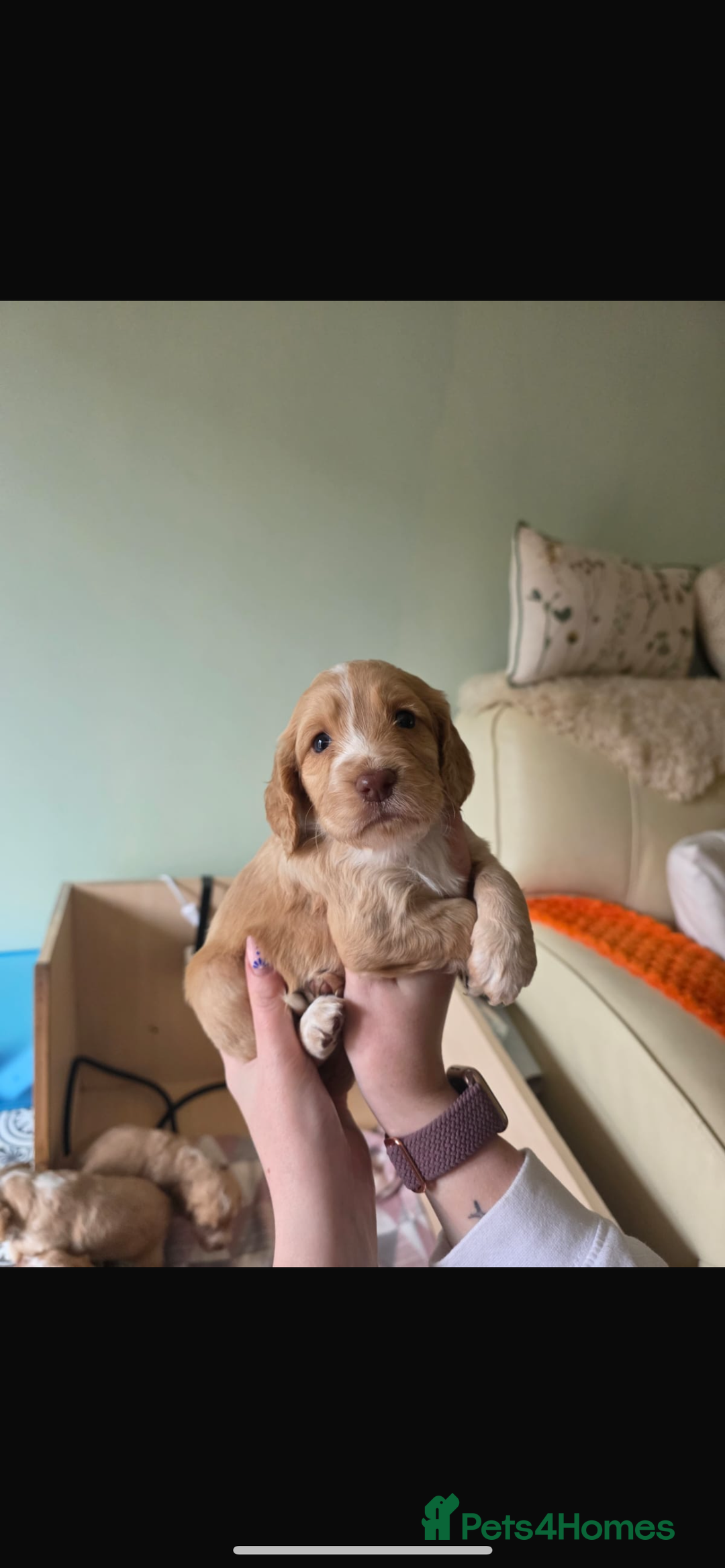Cocker Spaniel dogs for sale: KC REGISTERED COCKER SPANIELS  - Image 6
