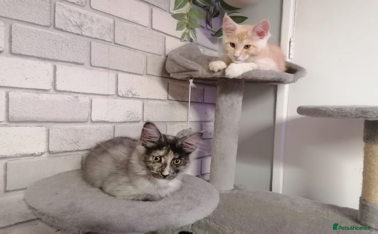 Maine Coon cats - Advert 15