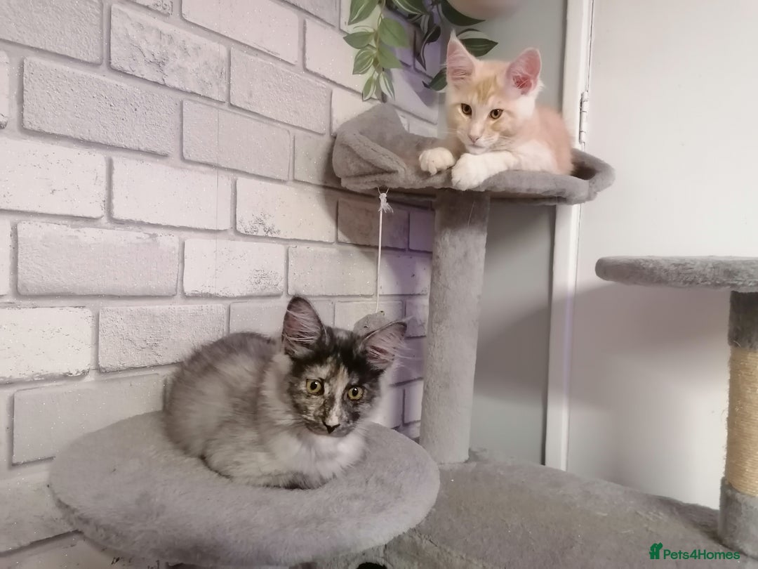 Maine Coon cats for sale: 3 beautiful full pedigree maincoon kittens  - Image 1