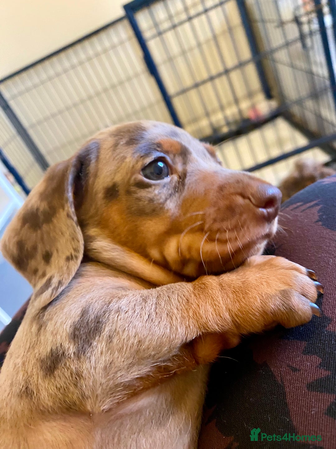 Miniature Dachshund dogs for sale: ONLY ONE PUPPY NOW AVAILABLE  - Image 12