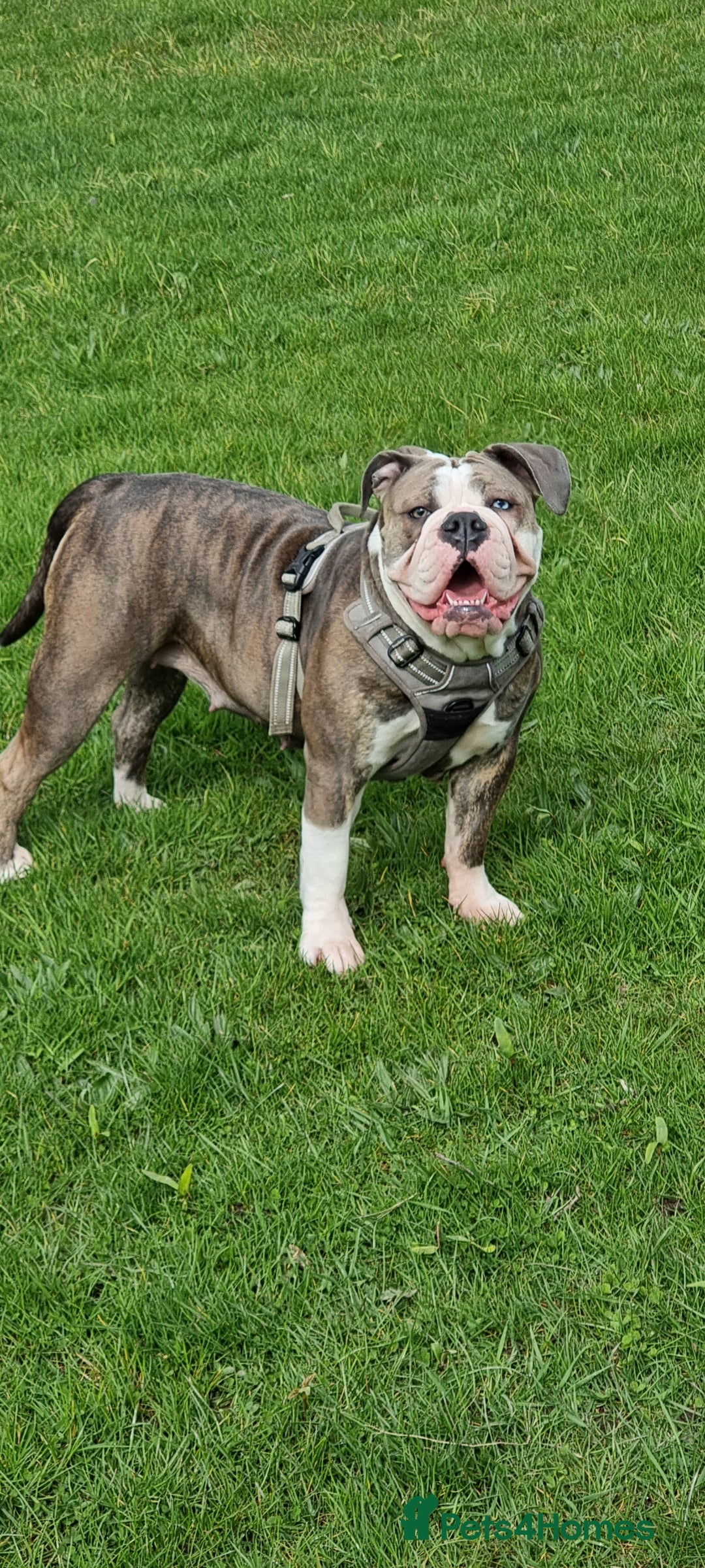 Olde English Bulldogge dogs for sale: Olde English bulldogge puppys - Advert 1