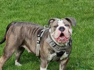 Olde English Bulldogge dogs Olde English bulldogge puppys - Advert 2