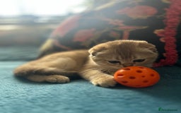 Scottish Fold cats for sale: Gold Chinchilla Scottish fold baby’s  - Image 26