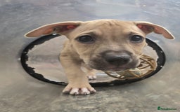 Mixed Breed dogs for sale: Staff cross pups - Image 20