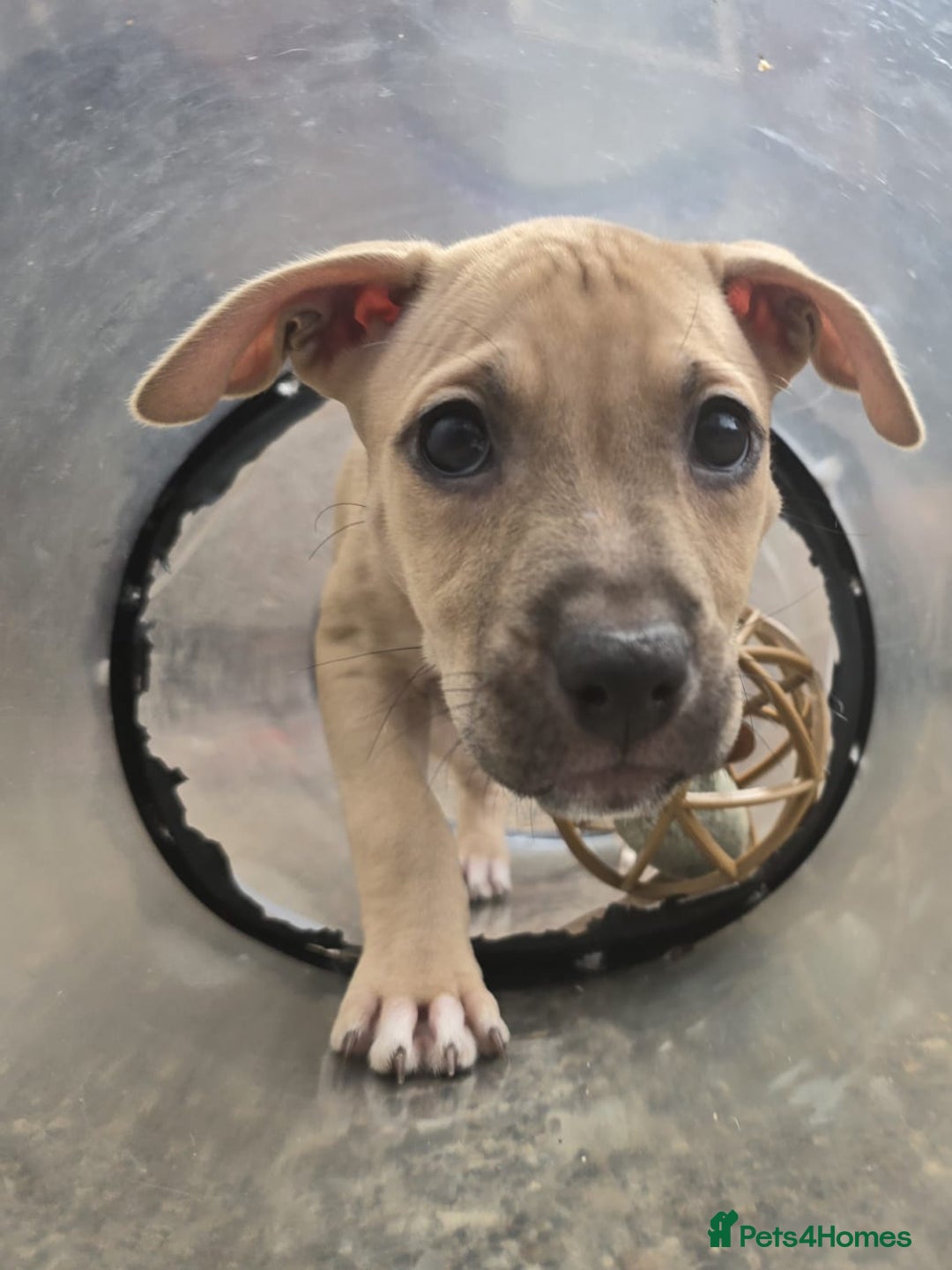 Mixed Breed dogs for sale: Staff cross pups - Image 20
