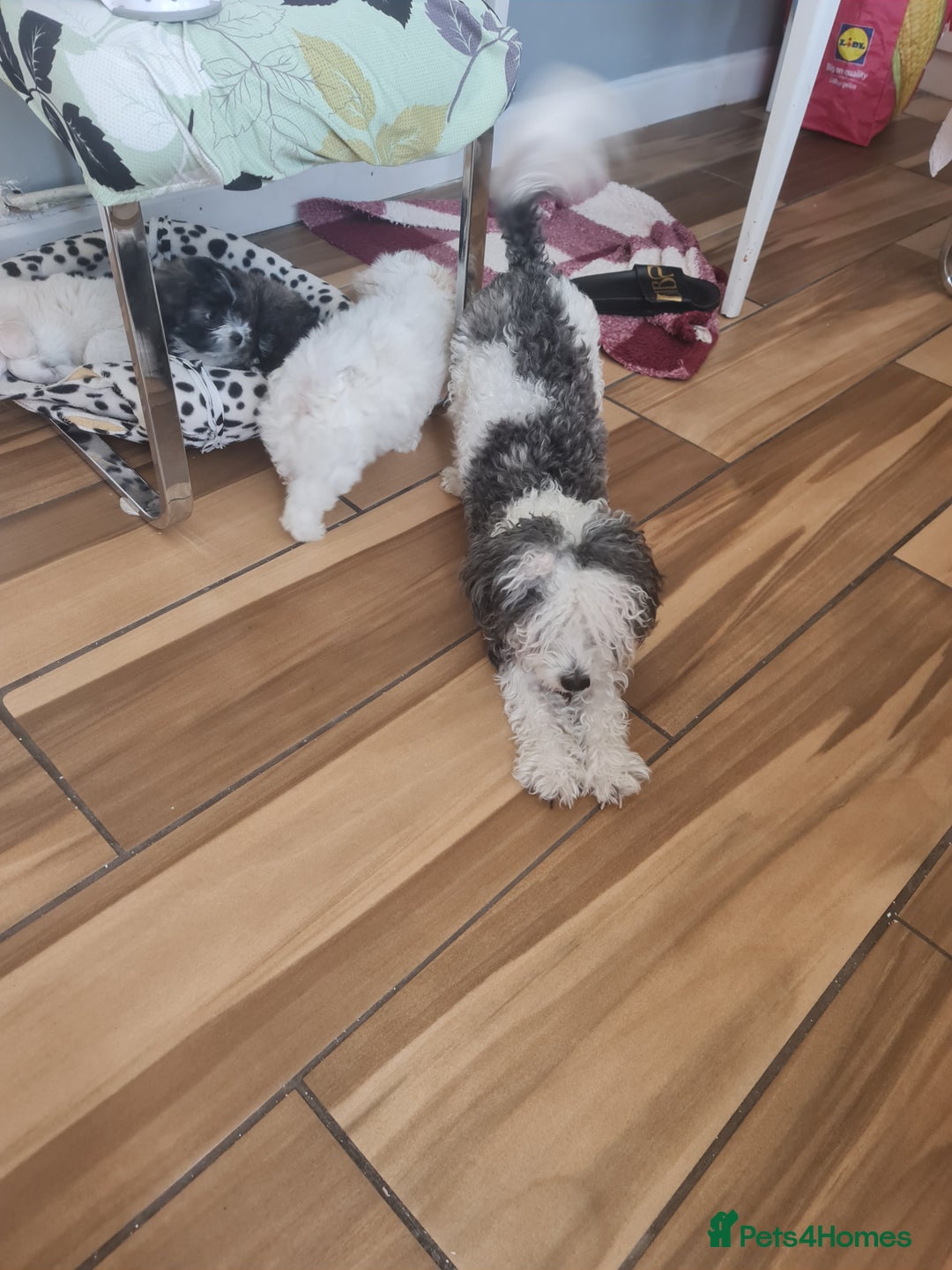 Bichon Frise dogs for sale: Bishon frise  - Image 10