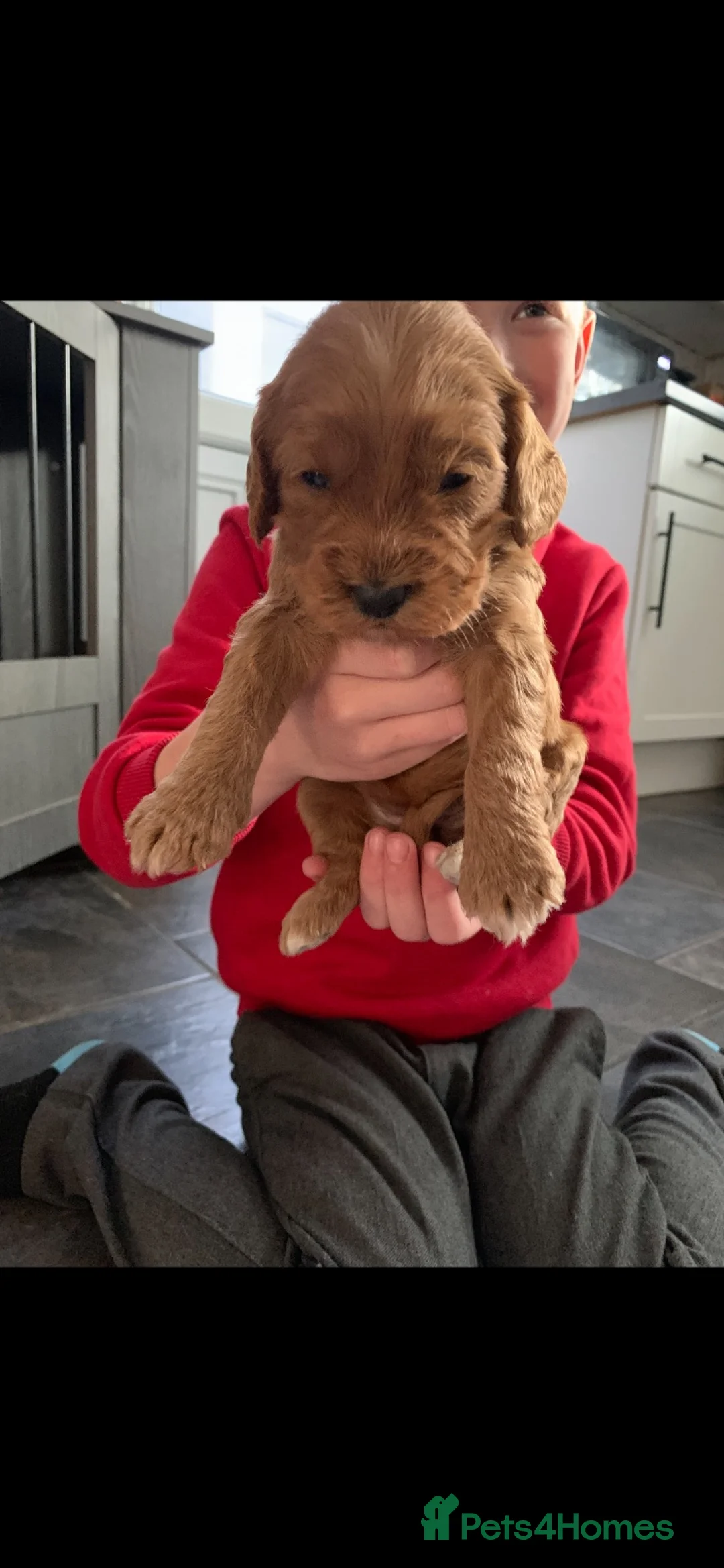 Cockapoo dogs for sale: F1 miniature cockapoo puppies - Advert 2