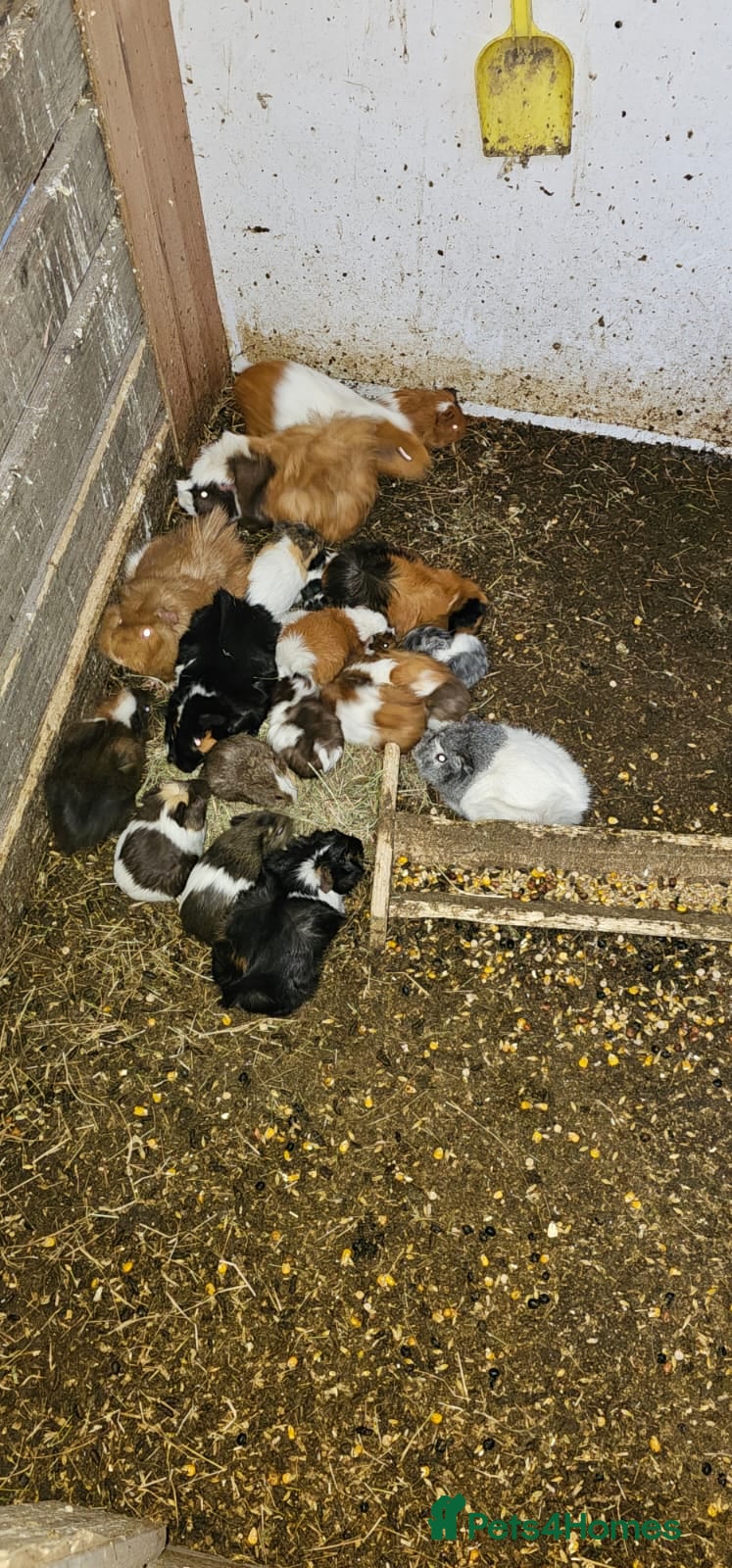 Guinea Pig rodents Mixed Guinea Pigs - Advert 10