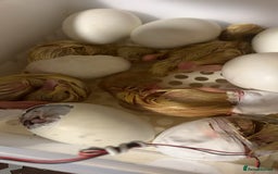 Canaries birds for sale: Pekin ducklings  - Image 8