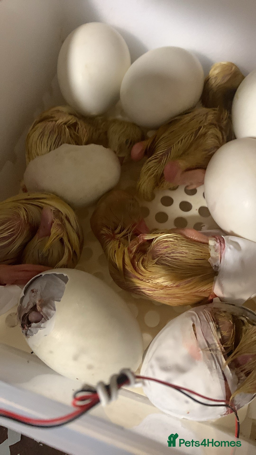 Canaries birds for sale: Pekin ducklings  - Image 8