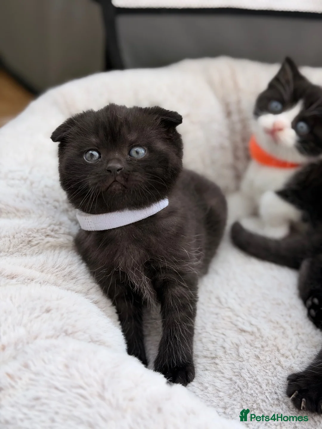 Mixed Breed cats for sale: Scottishfold mixbreed - Advert 2