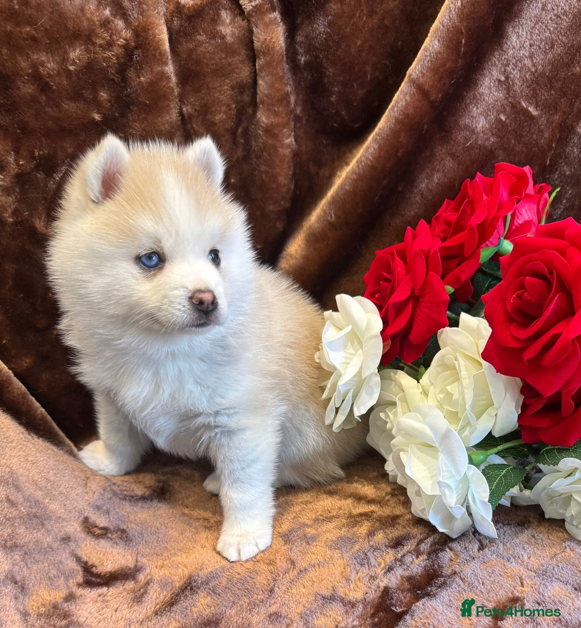 Pomsky dogs Blue Eyed Toy Sized Pomsky - Grey/Sable 🐶🐶 in Romford - Advert 1