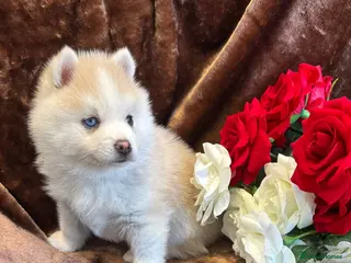 Pomsky dogs Blue Eyed Toy Sized Pomsky - Grey/Sable 🐶🐶 in Romford - Advert 1