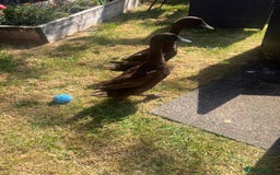 Mixed Breed birds for sale: Runner ducks - Image 2