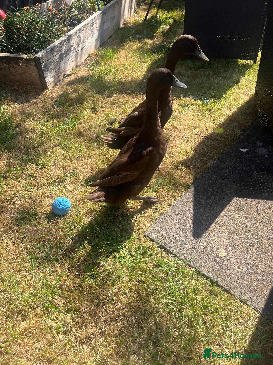 Mixed Breed birds for sale: Runner ducks - Image 2