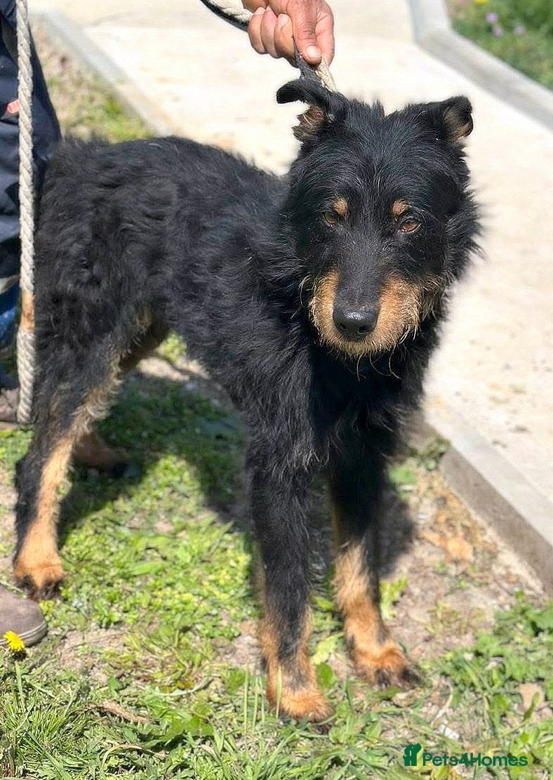 Mixed Breed dogs 🐾 Finley – Smart Scruffy Boy Ready to Belong ❤️ - Advert 1