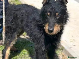 Mixed Breed dogs 🐾 Finley – Smart Scruffy Boy Ready to Belong ❤️ - Advert 1