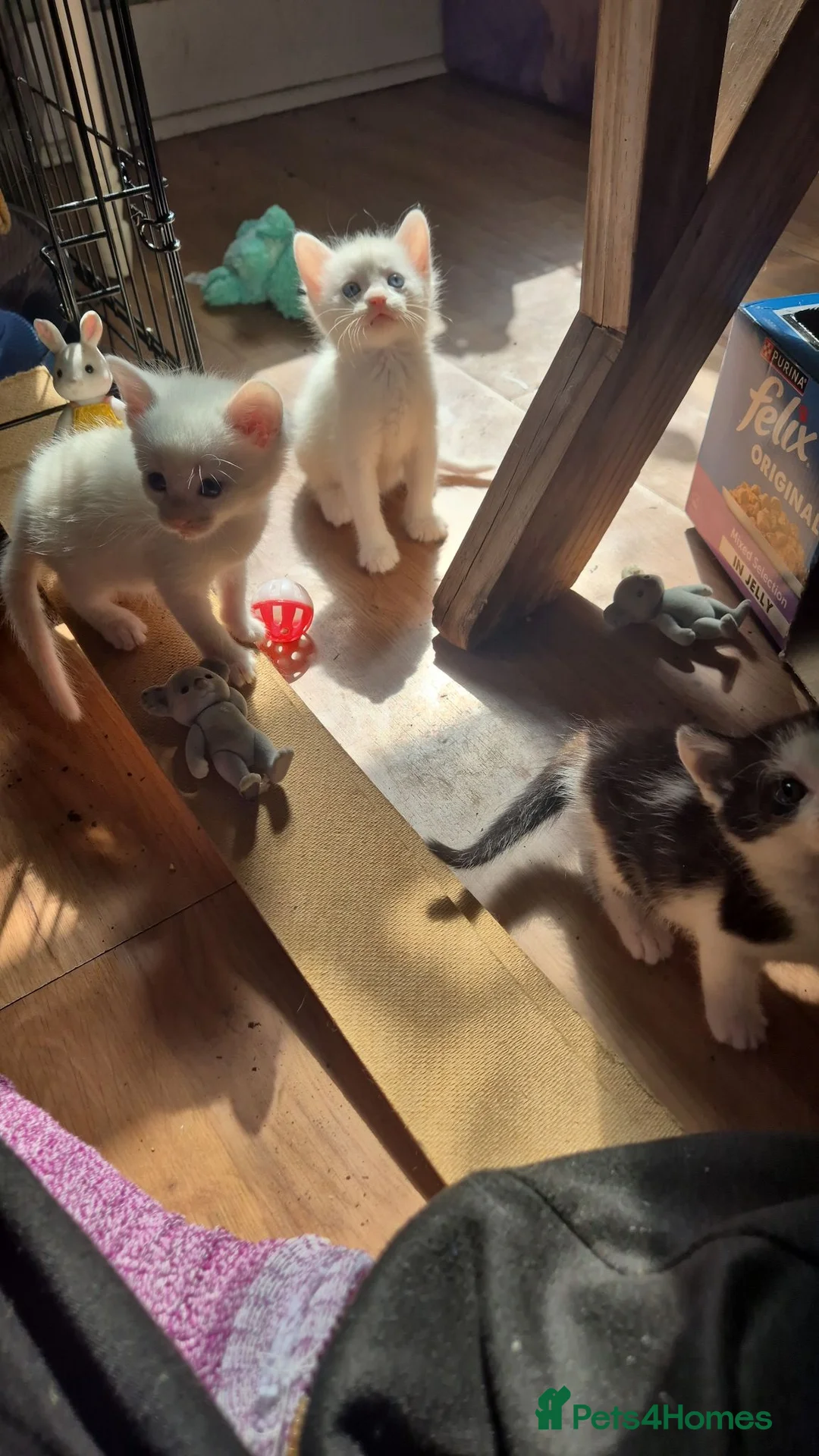 Domestic Shorthair cats for sale: Three young boys ready for new homes  - Advert 2