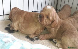 Mixed Breed dogs for sale: 1 boy and 1 girl left - Image 23