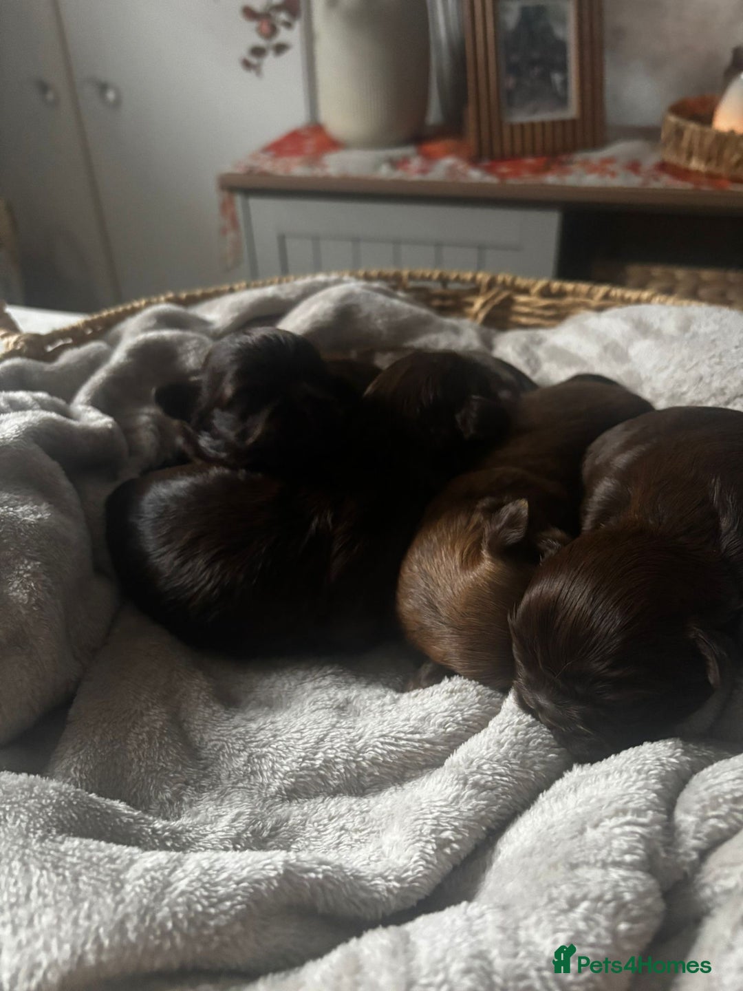 Shih Tzu dogs for sale: Chocolate imperial shih tzu karashishi line  - Advert 2