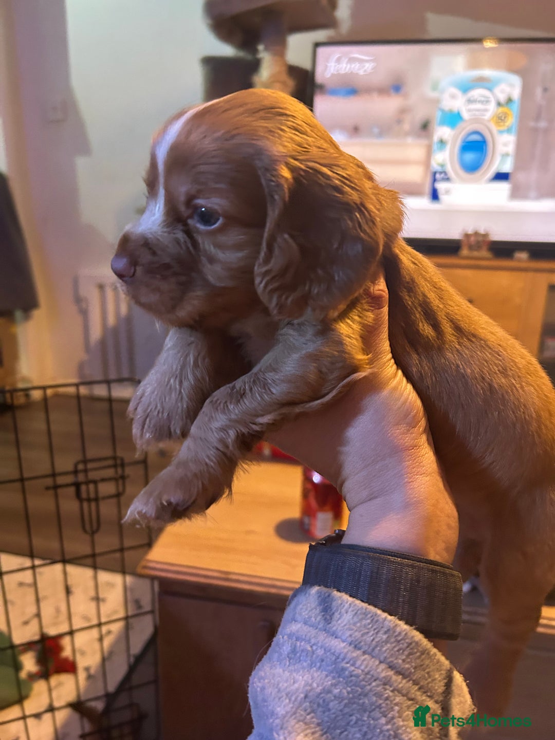 Cocker Spaniel dogs for sale: Lovely spaniels  - Advert 8
