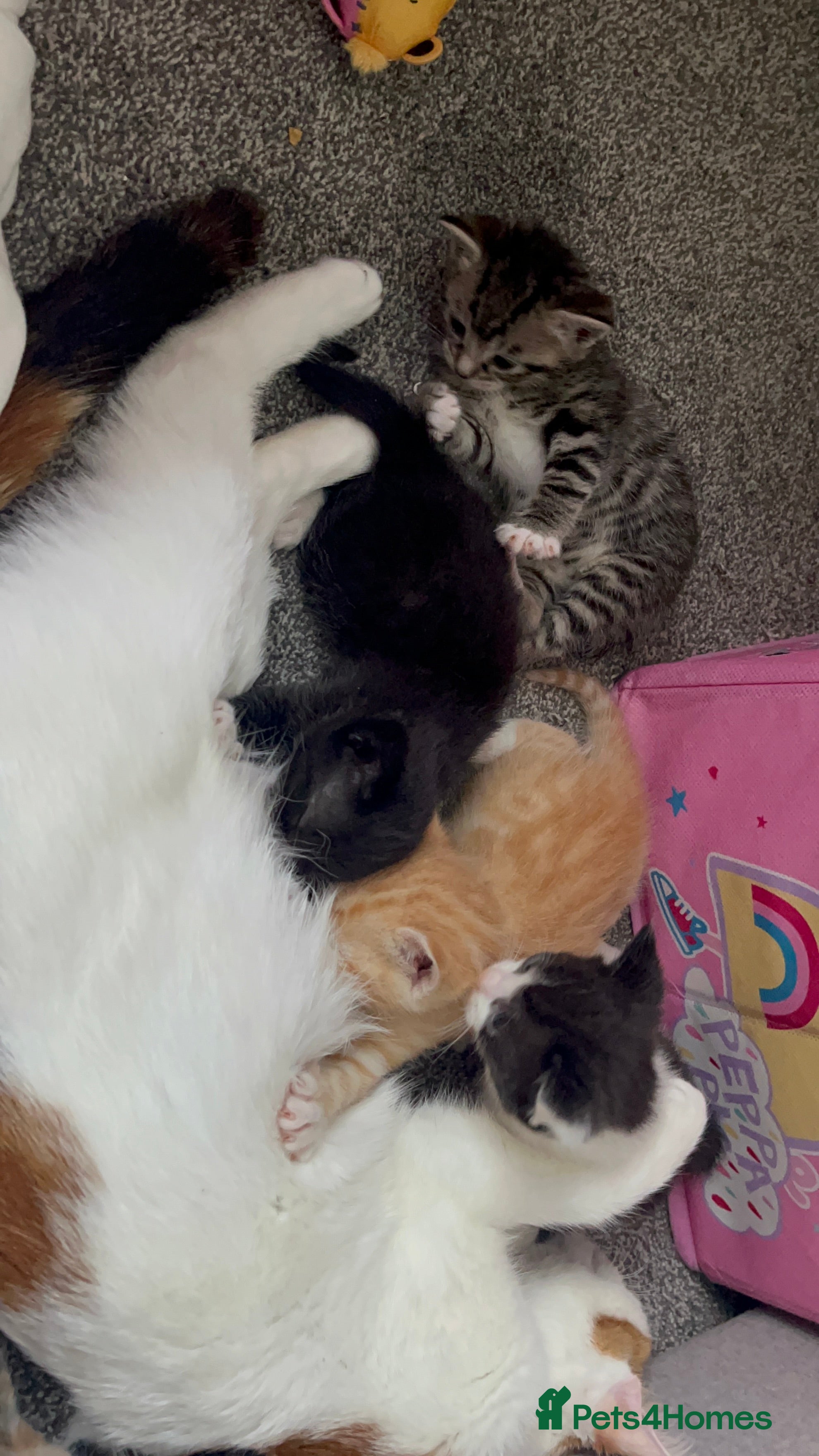 Domestic Shorthair cats Kittens for sale in Manchester - Advert 8